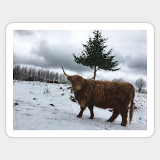 Scottish Highland Cattle Cow 2158 Sticker